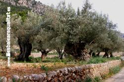 4 L'OLIVAR DE COMA-SEMA - Tours - Olive oil tourism - Balearic Islands - Agrifoodstuffs, designations of origin and Balearic gastronomy